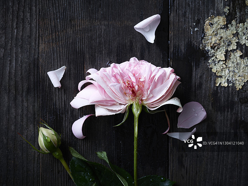 切成两半的玫瑰花图片素材