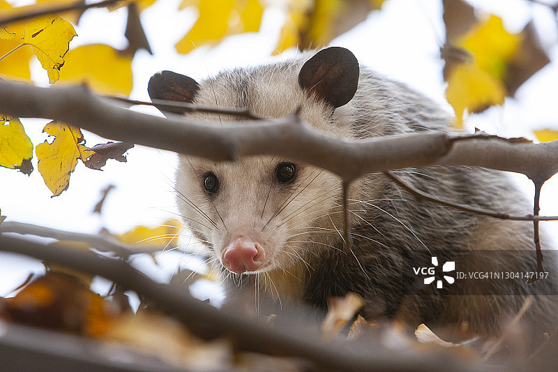 后院的负鼠图片素材