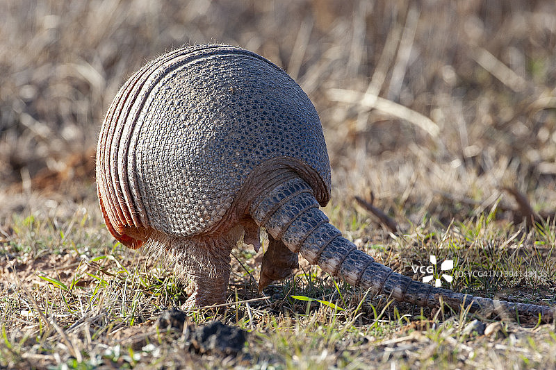 德克萨斯犰狳图片素材