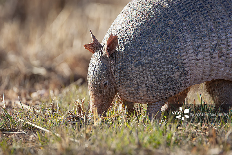 德克萨斯犰狳图片素材