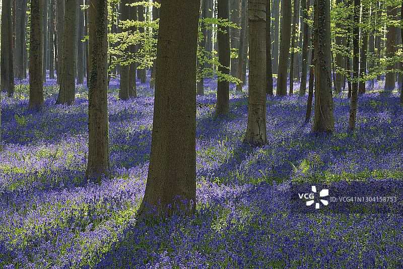 早春时节，风铃草在比利时哈勒博斯森林中绽放图片素材