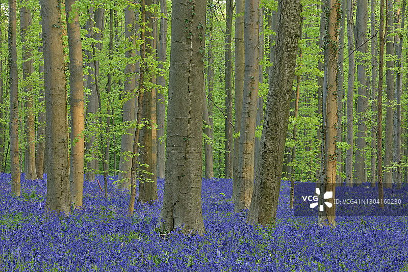 早春时节，风铃草在比利时哈勒博斯森林中绽放图片素材