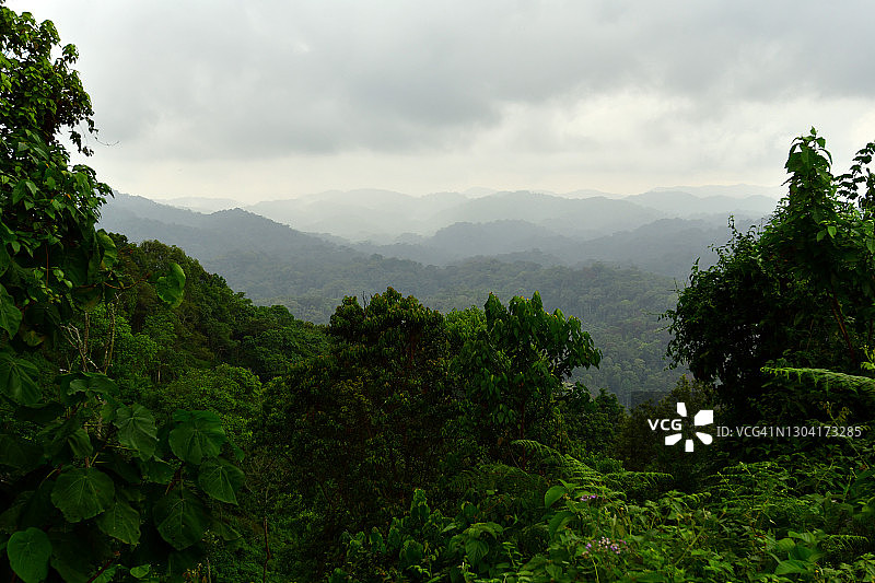 热带雨林的朦胧景色图片素材