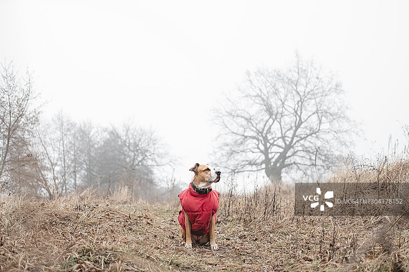 秋日薄雾中的斯塔福德郡梗犬图片素材