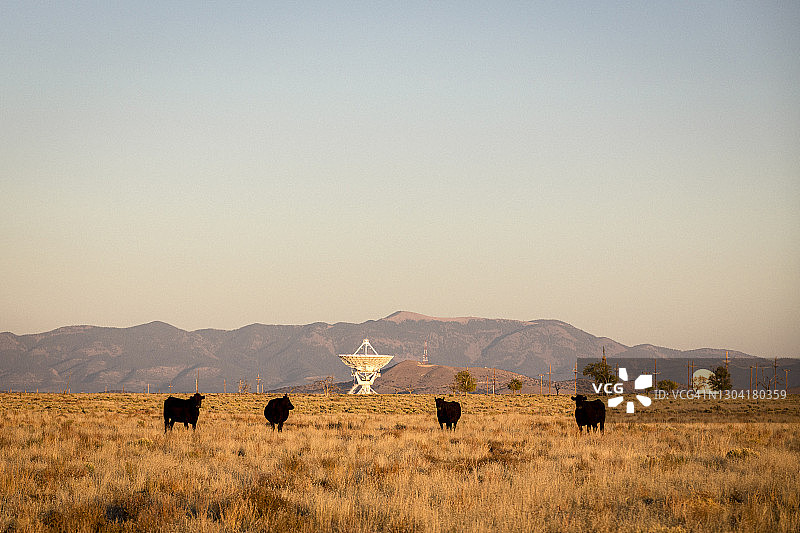 新墨西哥州的超大阵列卫星天线和奶牛图片素材