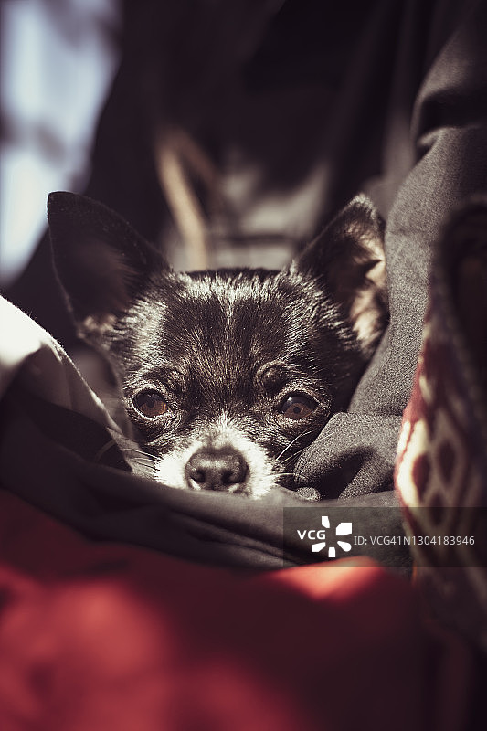 阳光下，依偎在温暖外套里黑色吉娃娃犬图片素材
