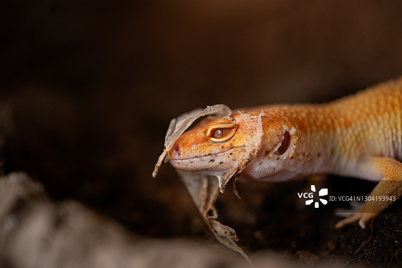 豹纹守宫（Eublepharis macularius）蜕皮图片素材