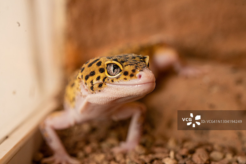 豹纹守宫图片素材