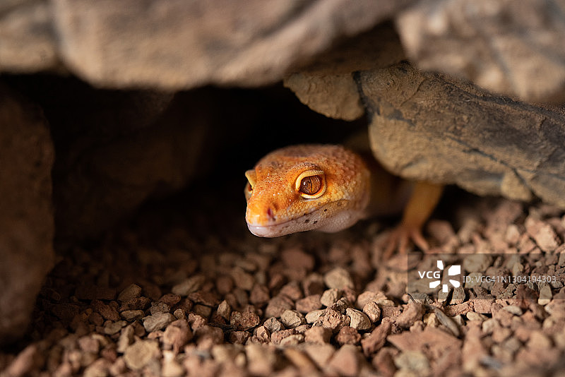 豹纹守宫图片素材