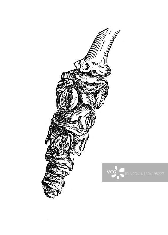 棕榈树科植物古版画图片素材