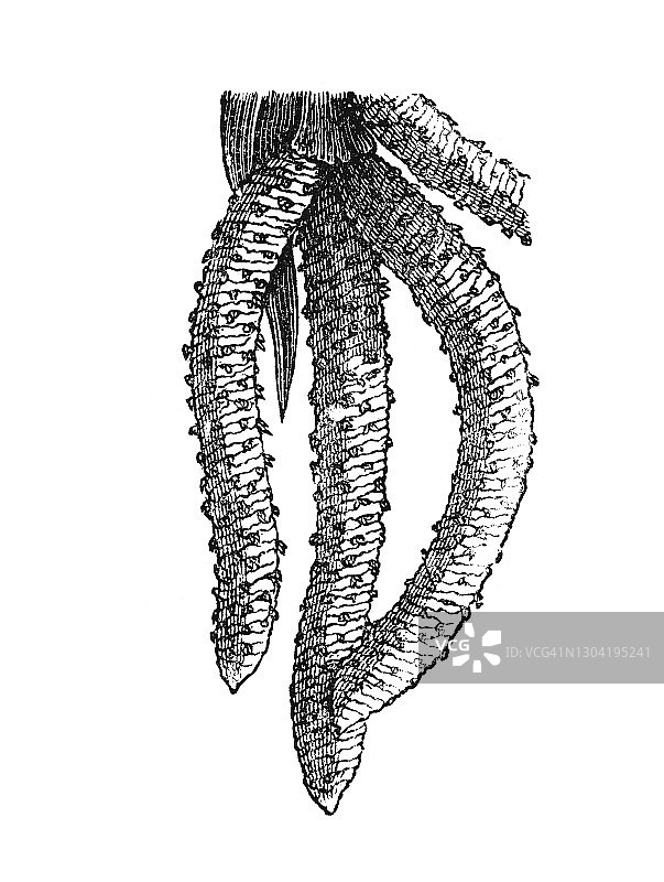 棕榈树科植物古版画图片素材