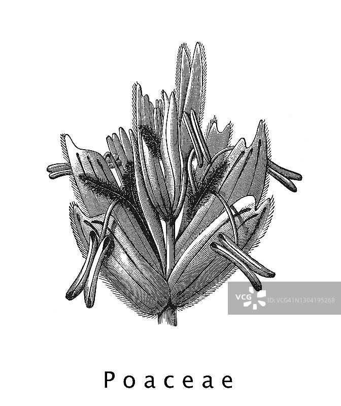 植物学古老雕刻插图：禾本科植物图片素材