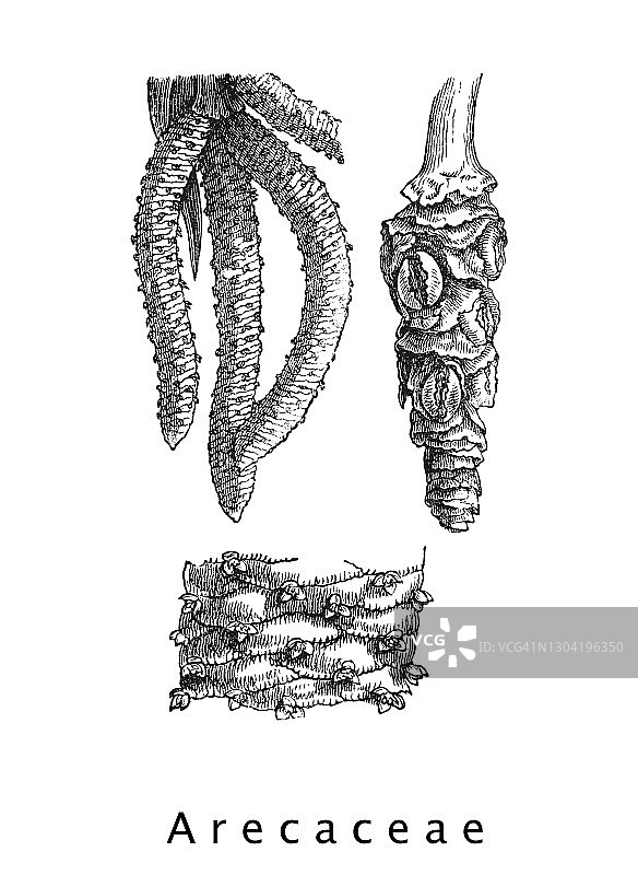 棕榈树科植物古版画图片素材