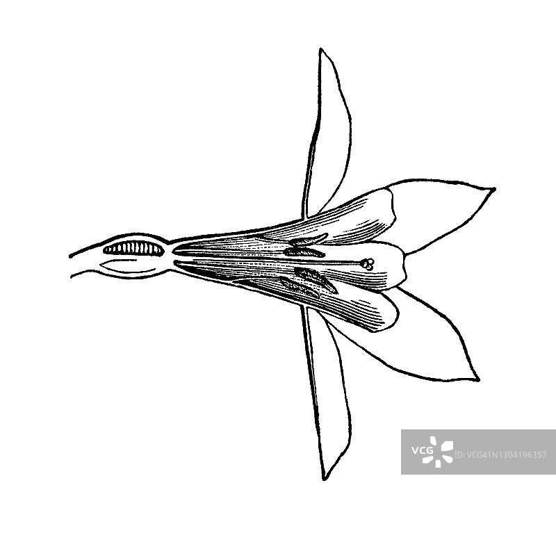 孤挺花科植物学古老版画插图图片素材