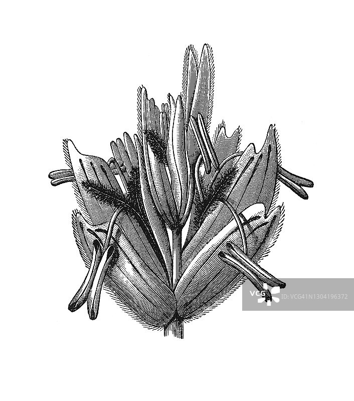 植物学古老雕刻插图：禾本科植物图片素材
