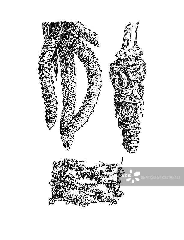 棕榈树科植物古版画图片素材