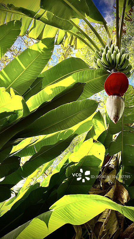 鲜亮的绿色香蕉串图片素材