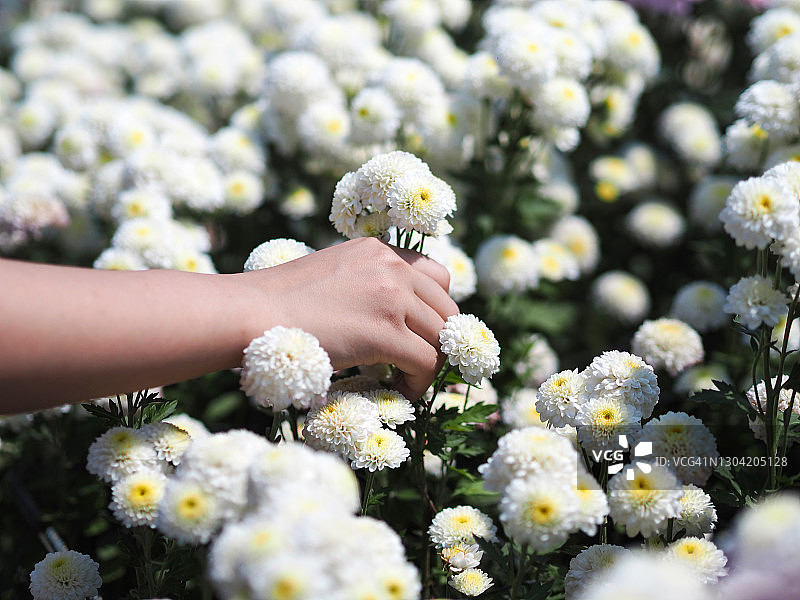 手持白色菊花图片素材