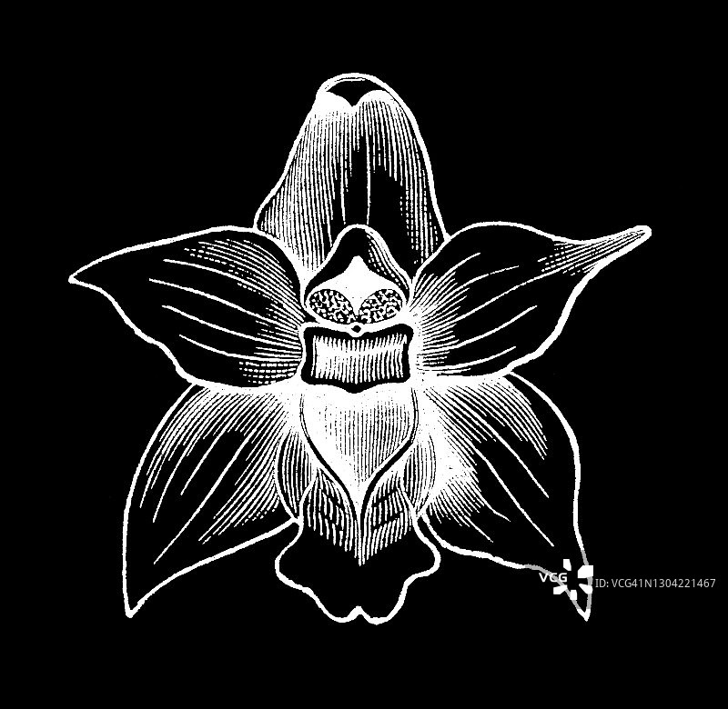兰花老式版画插图图片素材