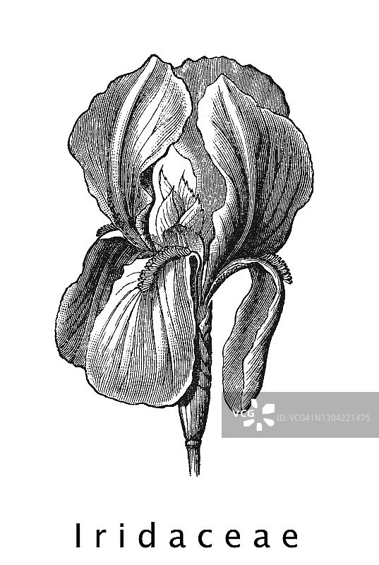 鸢尾科植物古版画图片素材
