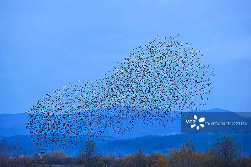 天空中的一群鸟图片素材