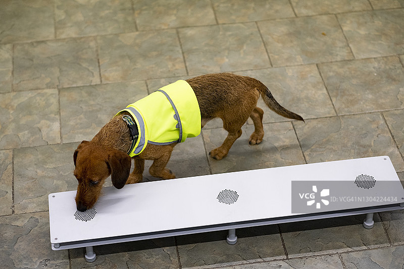 搜寻犬训练课程图片素材