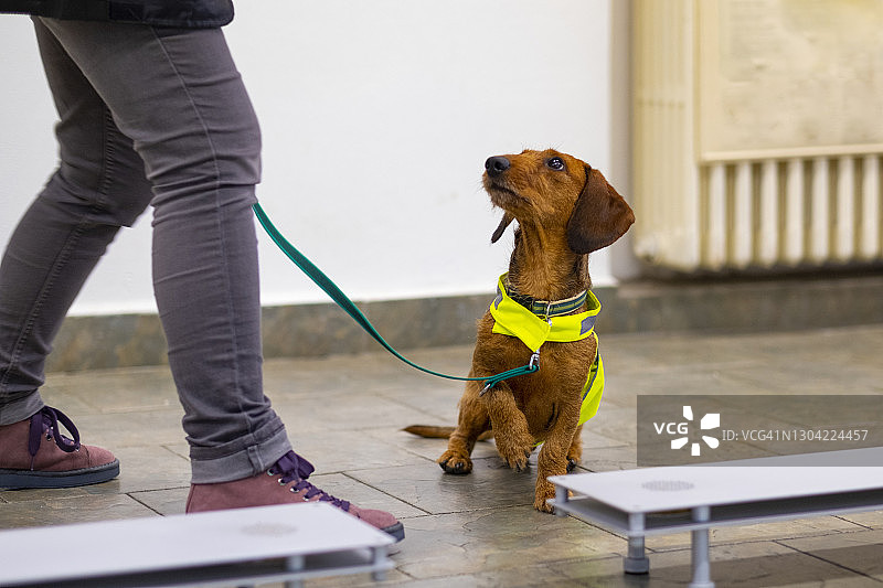 搜寻犬训练课程图片素材