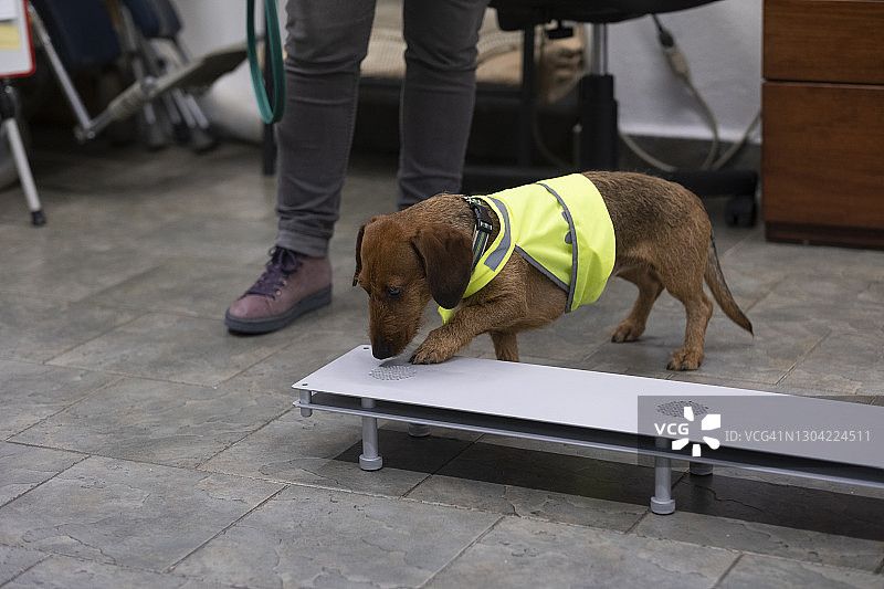搜寻犬训练课程图片素材