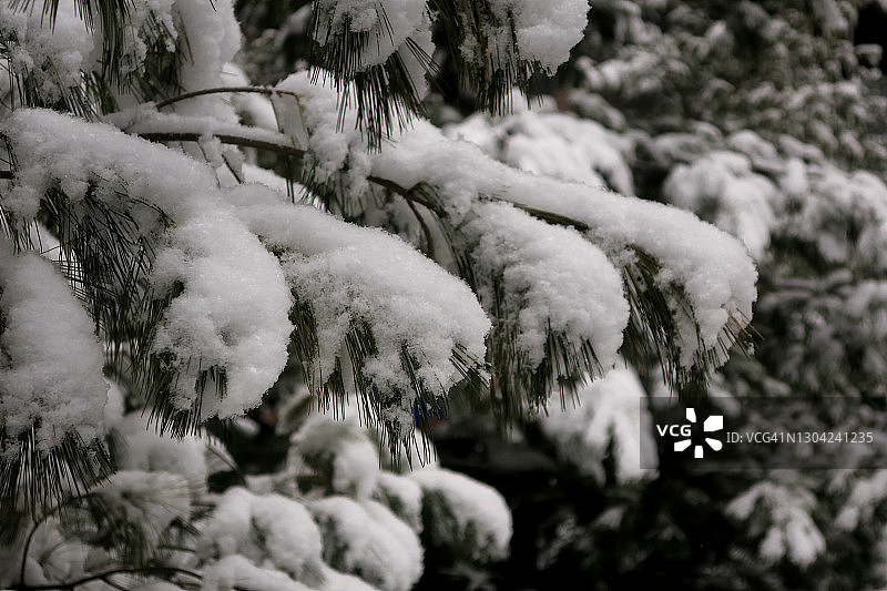 冬季松树枝头的雪景图片素材