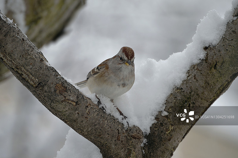 栖息在雪树上的美国树麻雀图片素材