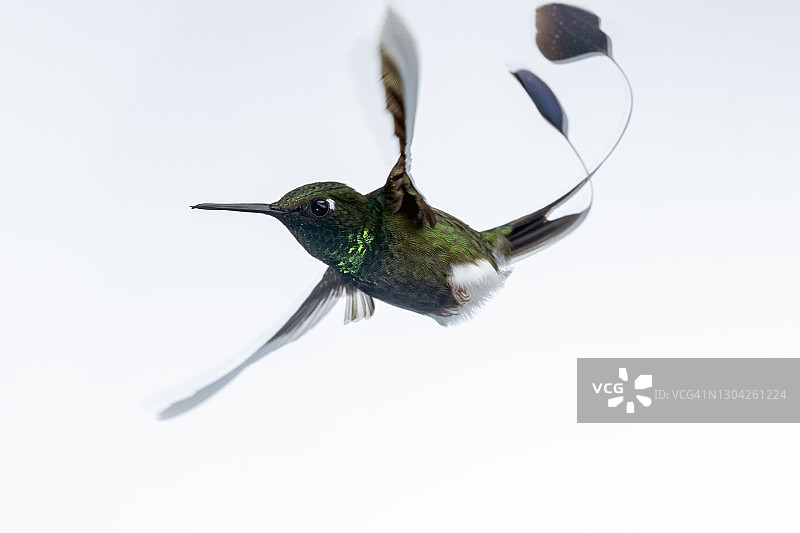 白靴球拍尾蜂鸟图片素材