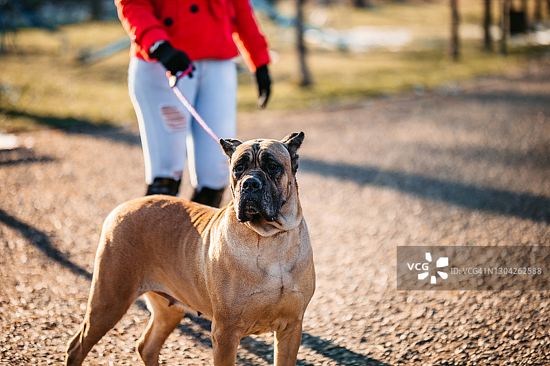女人在公园里遛狗图片素材