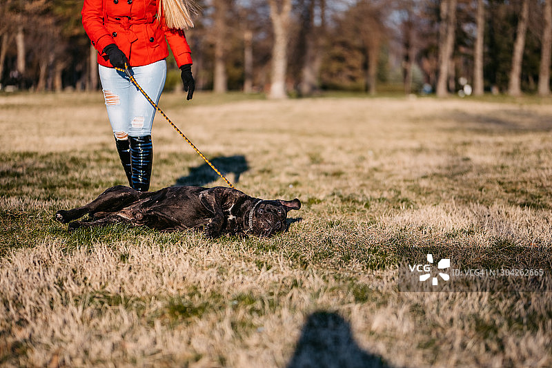拴着皮带的卡斯罗犬在草地上打滚图片素材