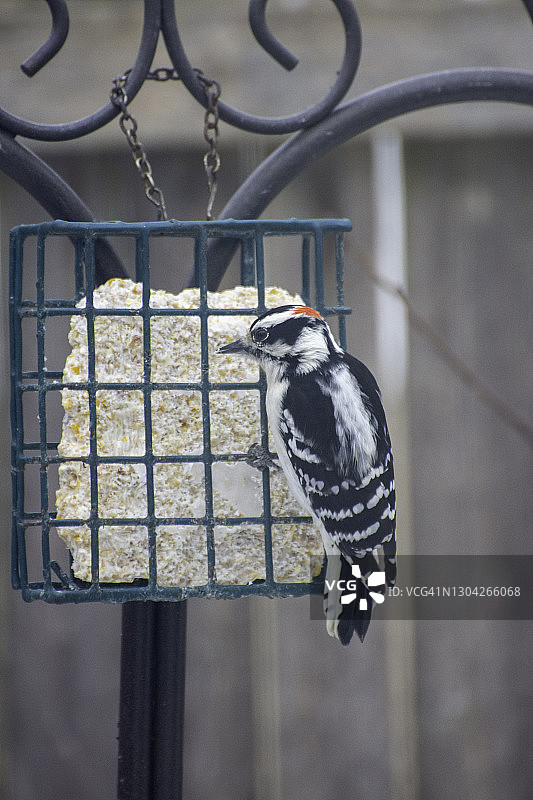 在Suet喂食器上的雄性毛啄木鸟#1图片素材