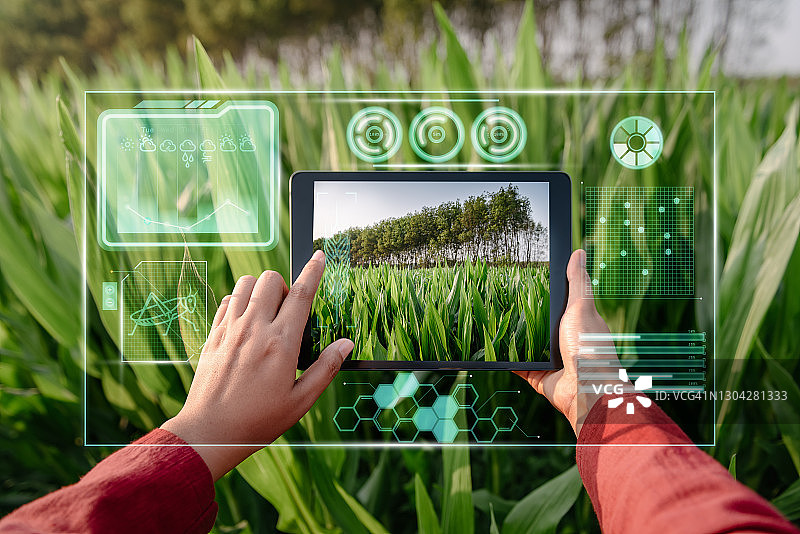 女农民使用数字平板电脑和虚拟现实人工智能（AI）分析玉米农业领域中的植物病害。技术智能农业和创新农业概念。图片素材