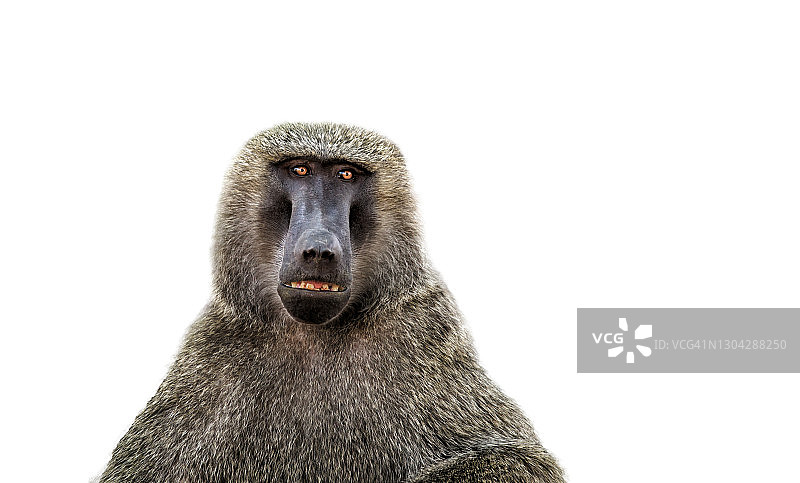 橄榄狒狒特写肖像图片素材