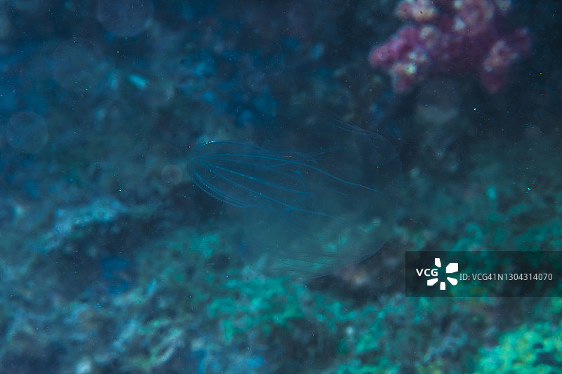 栉水母图片素材