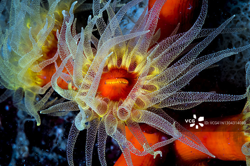 展开触手的橙色杯珊瑚图片素材