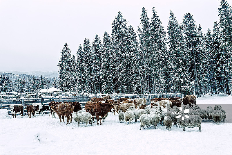俄罗斯乡村老农舍：卡丹达村的冬日雪景，位于俄罗斯西伯利亚阿尔泰山图片素材