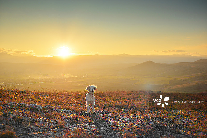 夕阳下站在山顶的金毛幼犬图片素材