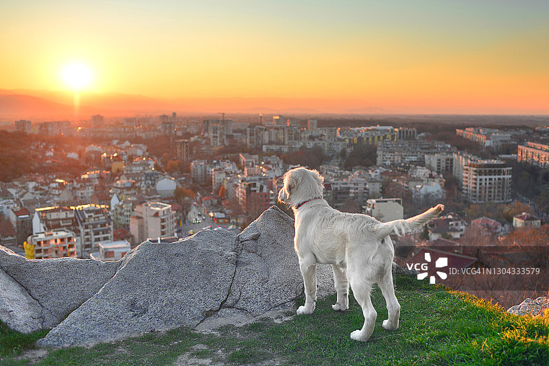 金毛幼犬在山顶观看城市日落美景图片素材