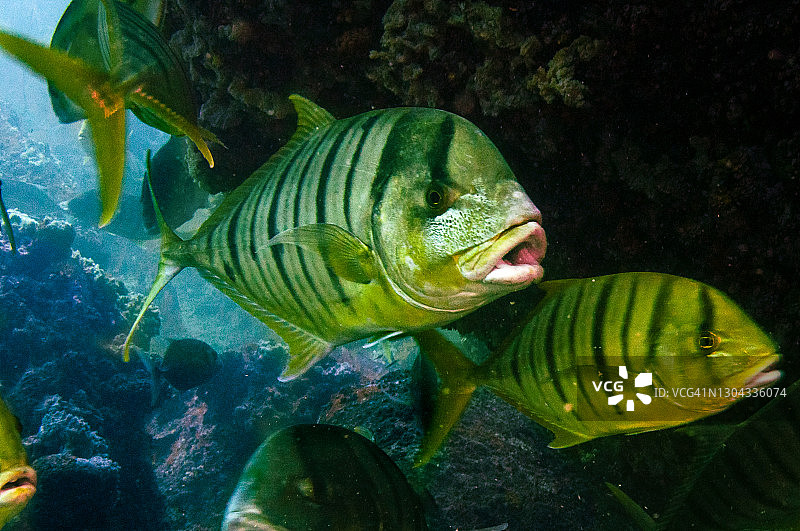 热带黄鱼，金鲹，塞舌尔图片素材