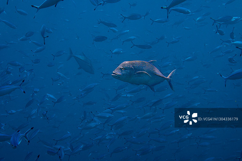 热带鱼蓝鳍鲹，被鱼雷鱼包围，塞舌尔图片素材