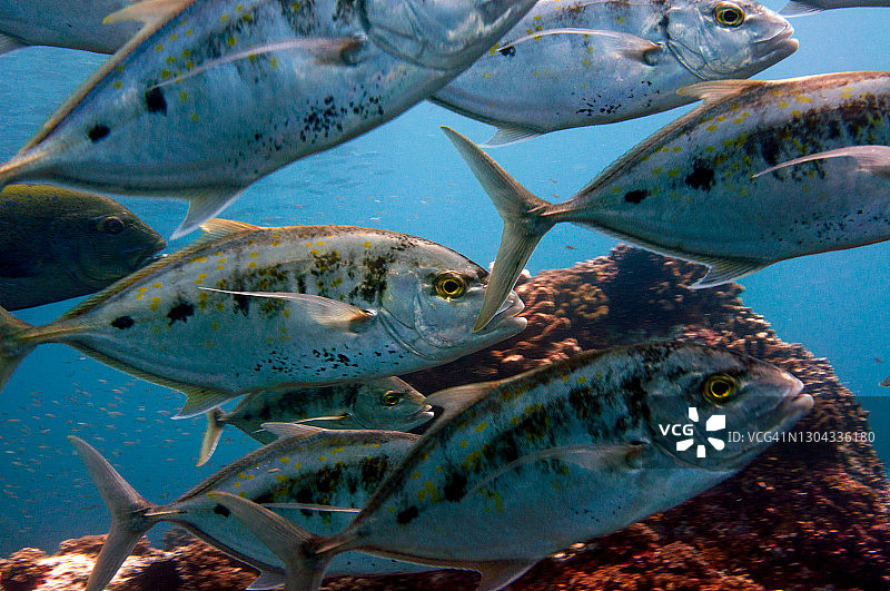 塞舌尔的热带鱼群：蓝鳍金枪鱼图片素材