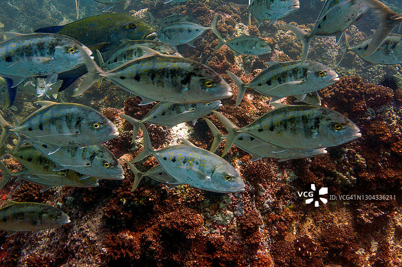 塞舌尔的热带鱼群：蓝鳍金枪鱼图片素材