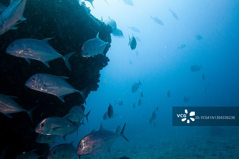 塞舌尔珊瑚礁旁游泳的大鲹图片素材