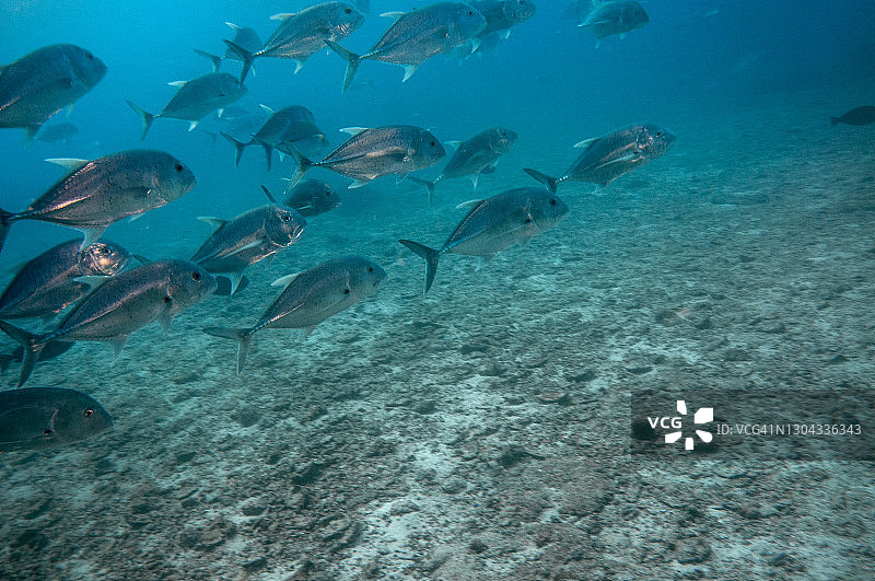 塞舌尔珊瑚礁旁游泳的大鲹图片素材