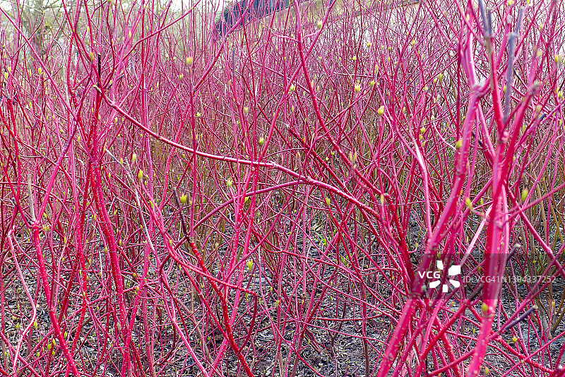 红瑞木灌木图片素材