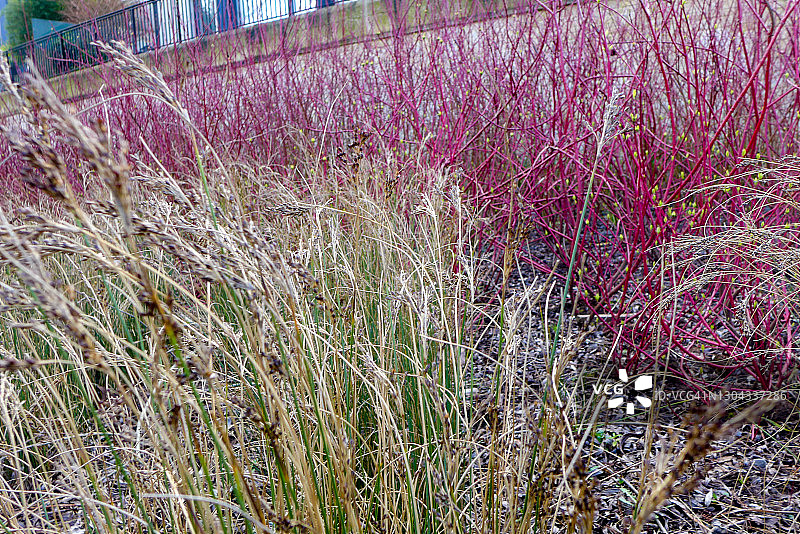 红瑞木与发草灌木图片素材