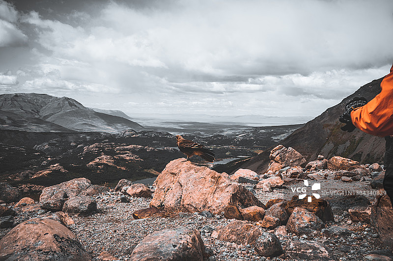 站在山地上的棕灶鸟图片素材